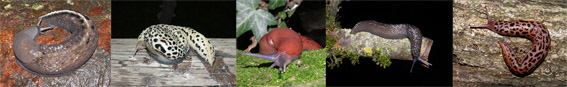 Stilbus sp. (Phalacridae)